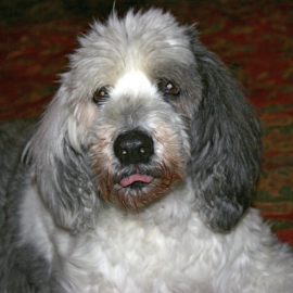 Rembrandt | Our Favorite Mascot